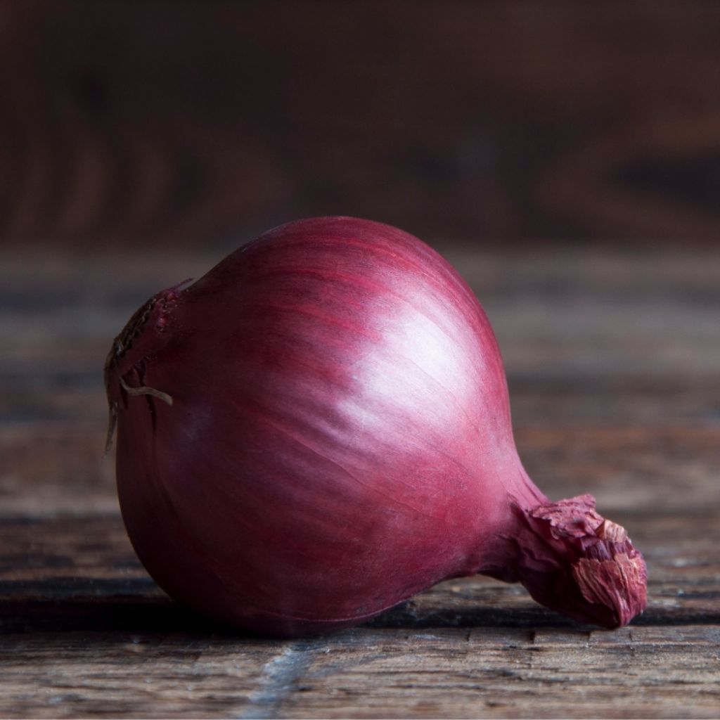 Oignon rouge - Red Baron - Allium cepa en plants