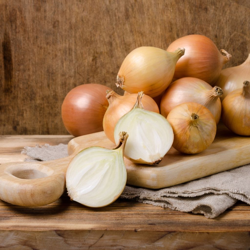 Oignon Sturon - Allium Cepa en plants