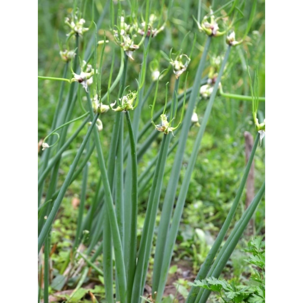 Oignon rocambole - Allium cepa proliferum - Oignon d'Egypte