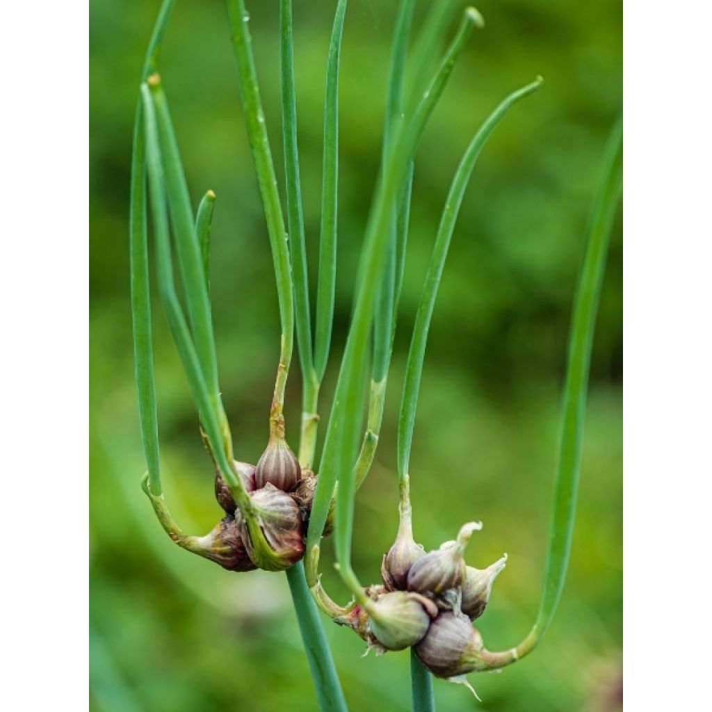 Oignon rocambole - Allium cepa proliferum - Oignon d'Egypte