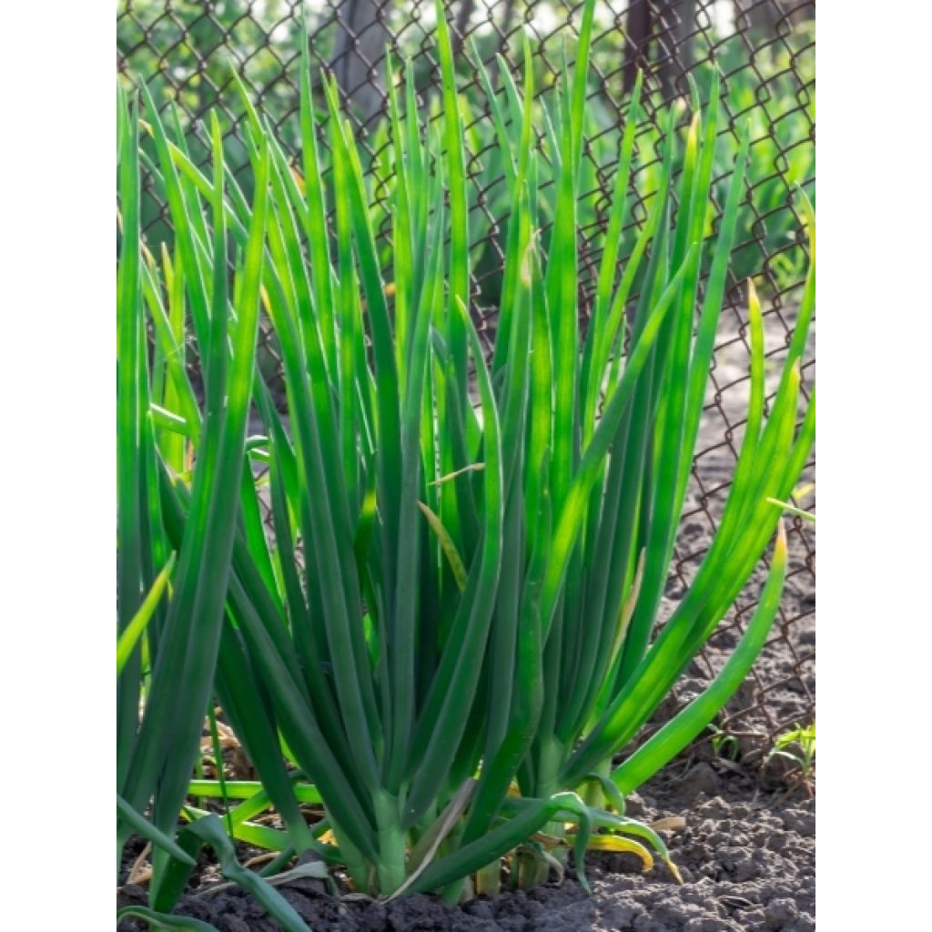 Oignon rocambole - Allium cepa proliferum - Oignon d'Egypte