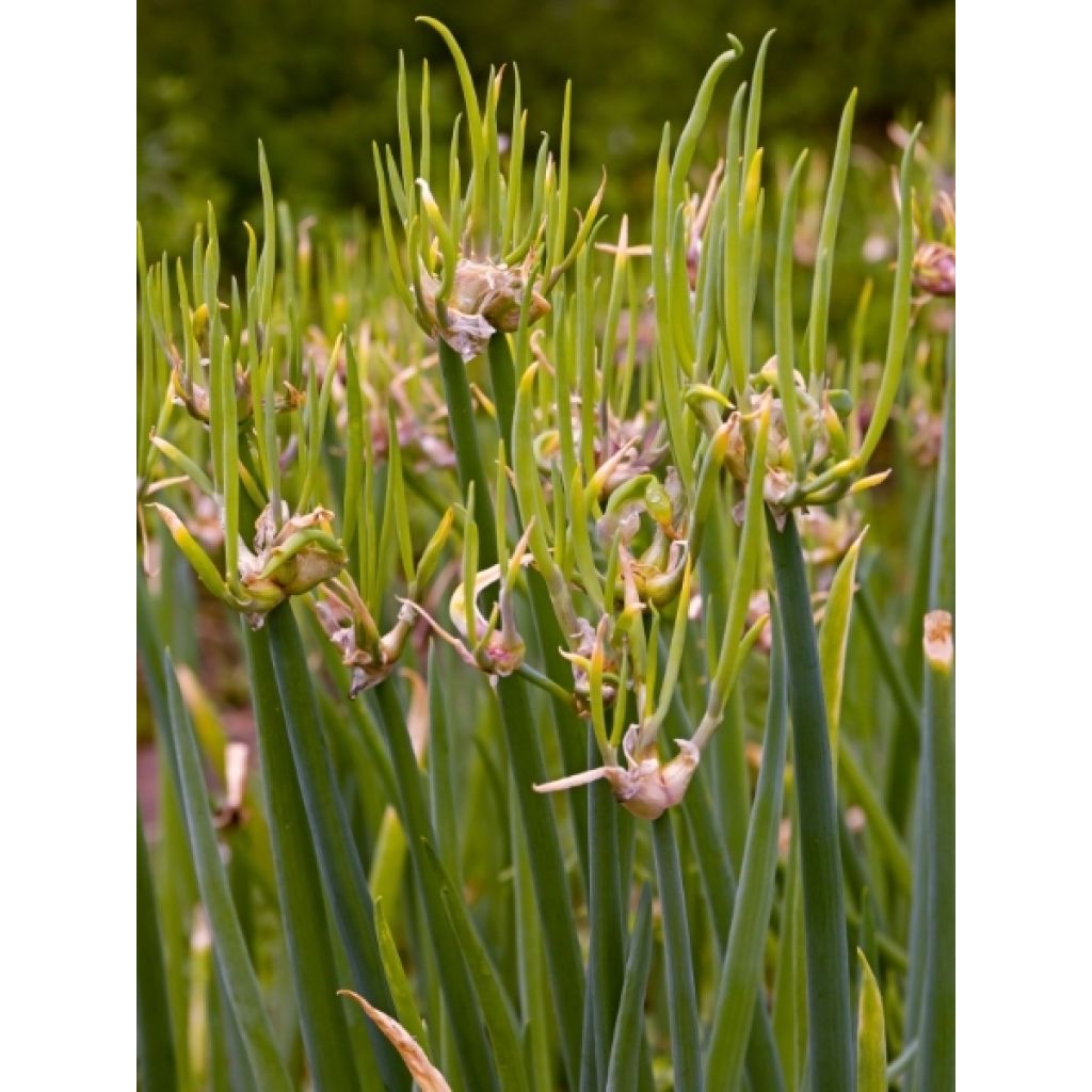 Oignon rocambole - Allium cepa proliferum - Oignon d'Egypte