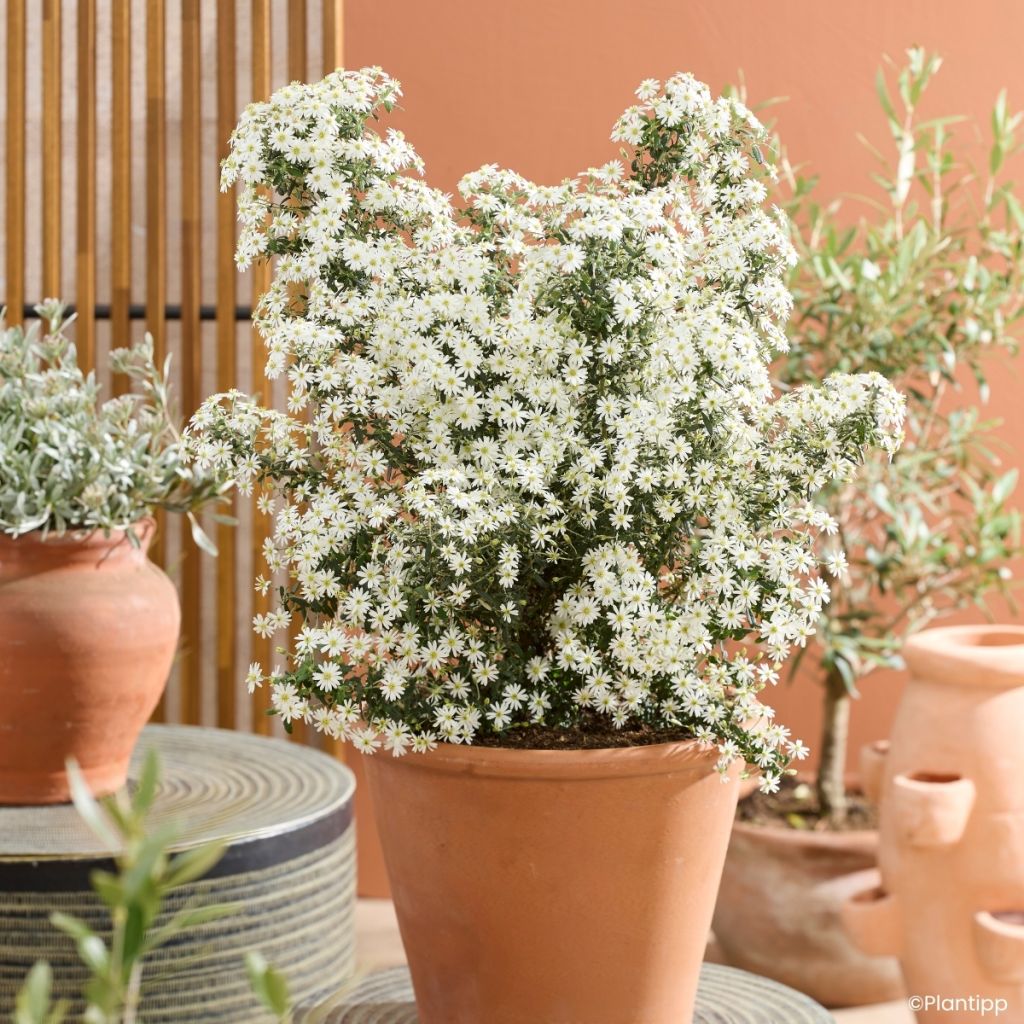 Olearia phlogopappa Spring Bling - Aster en arbre