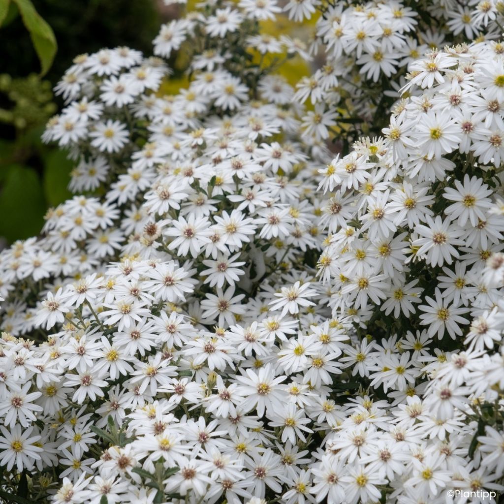 Olearia phlogopappa Spring Bling - Aster en arbre