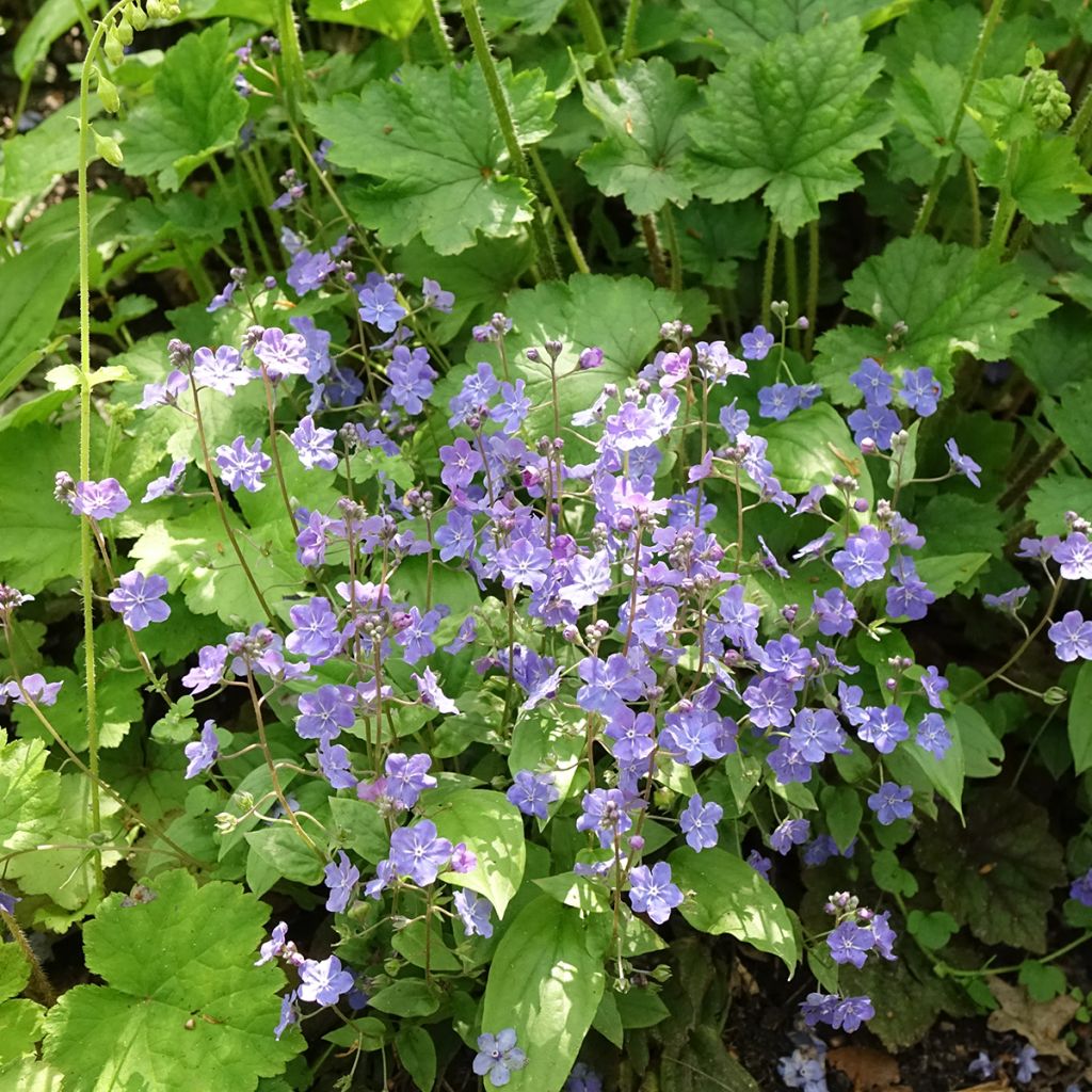 Omphalodes Cappadocica Cherry Ingram