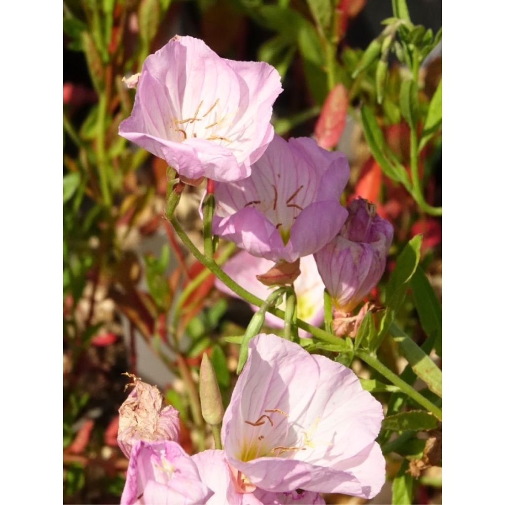 Oenothera speciosa Siskiyou - Onagre rose 