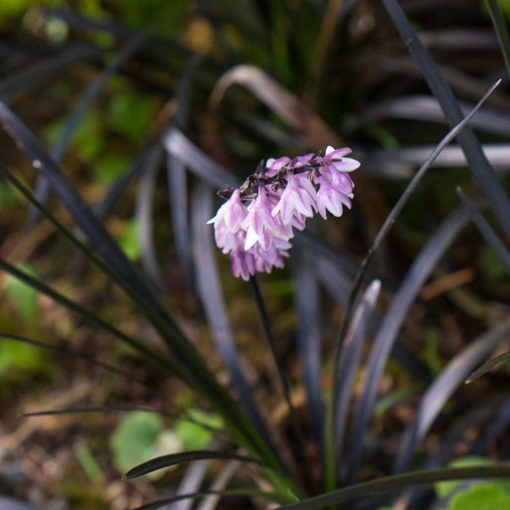 Ophiopogon noir - Ophiopogon planiscapus Nigrescens