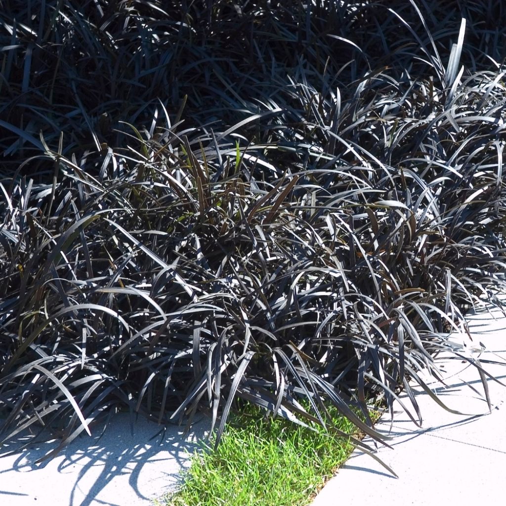 Ophiopogon noir - Ophiopogon planiscapus Nigrescens