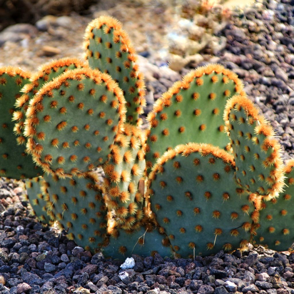 Opuntia aciculata - Cactus raquette