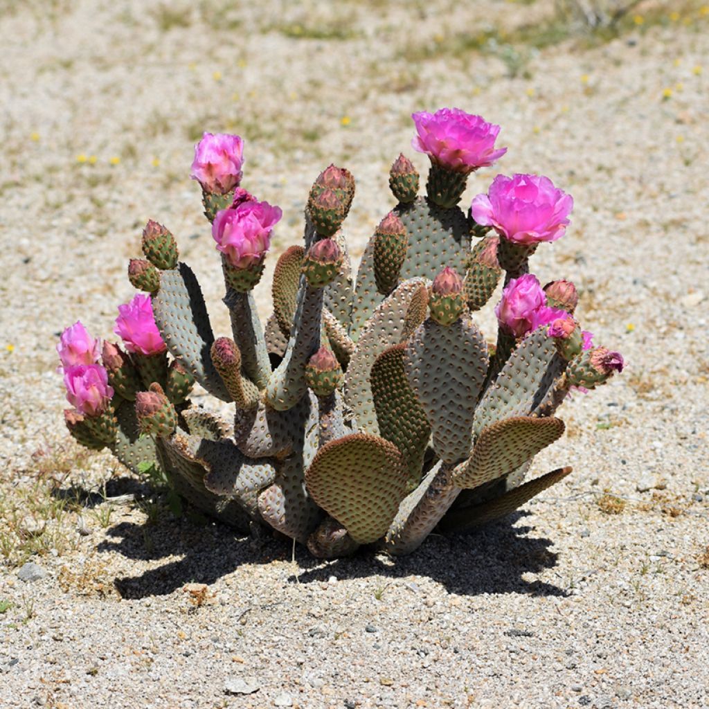 Opuntia basilaris - Cactus raquette