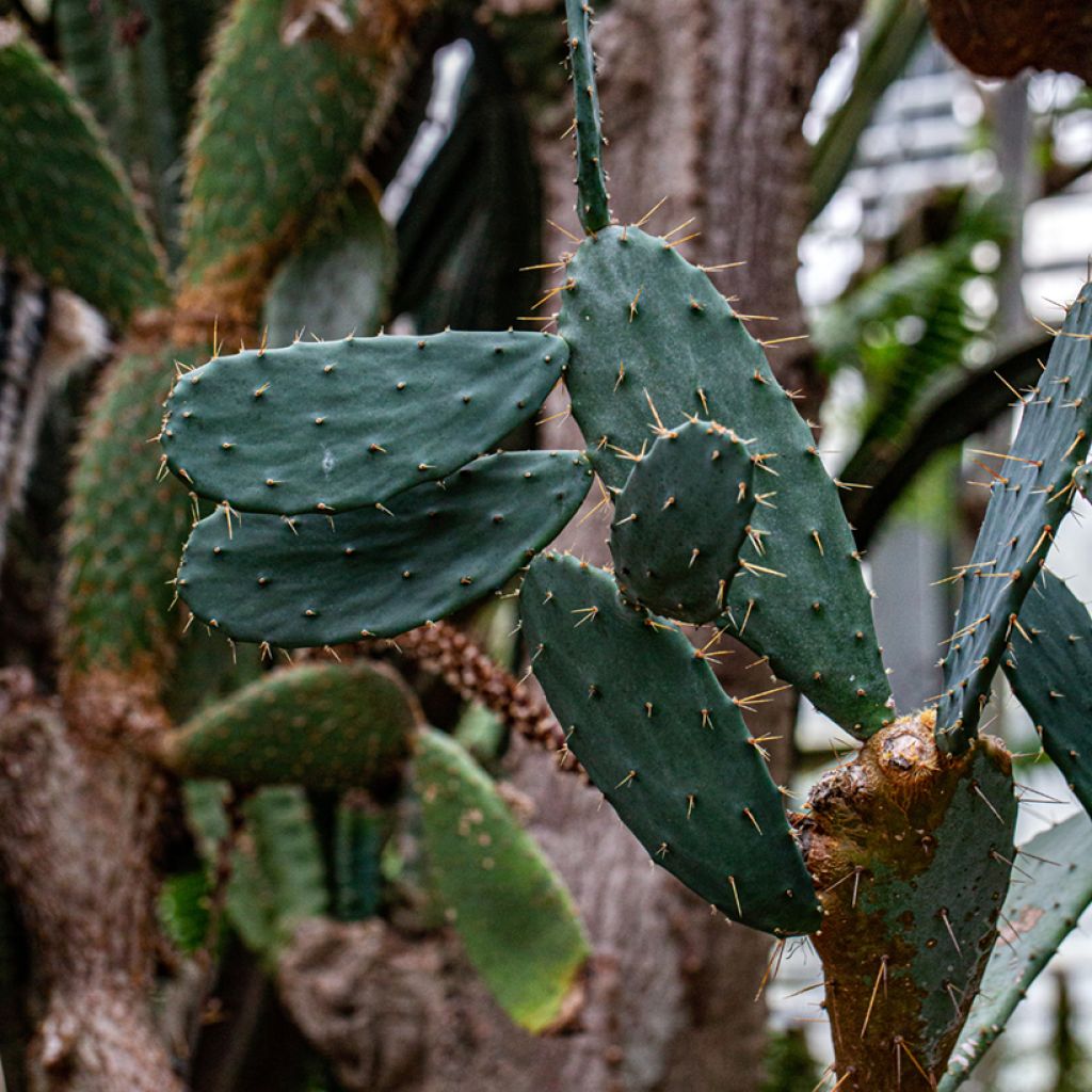 Opuntia bergeriana - Cactus raquette