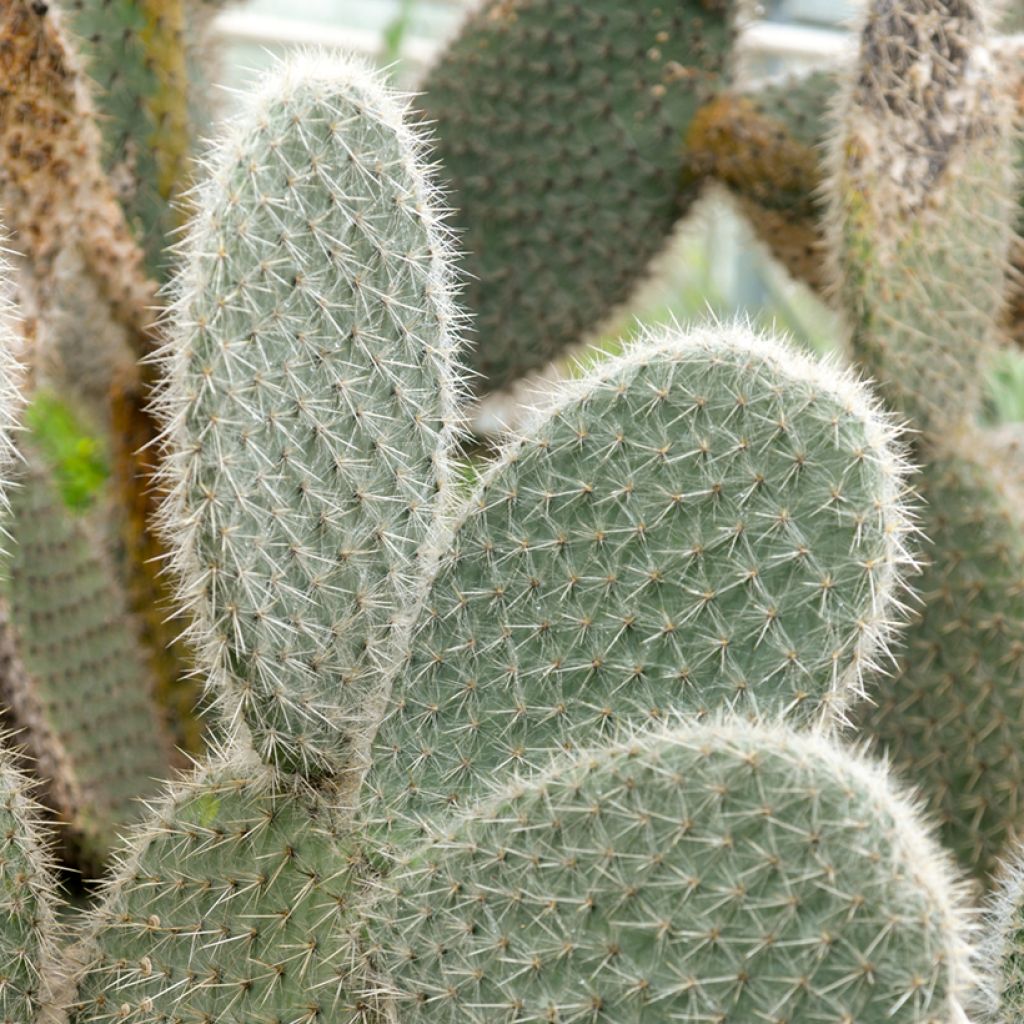 Opuntia leucotricha - Cactus raquette