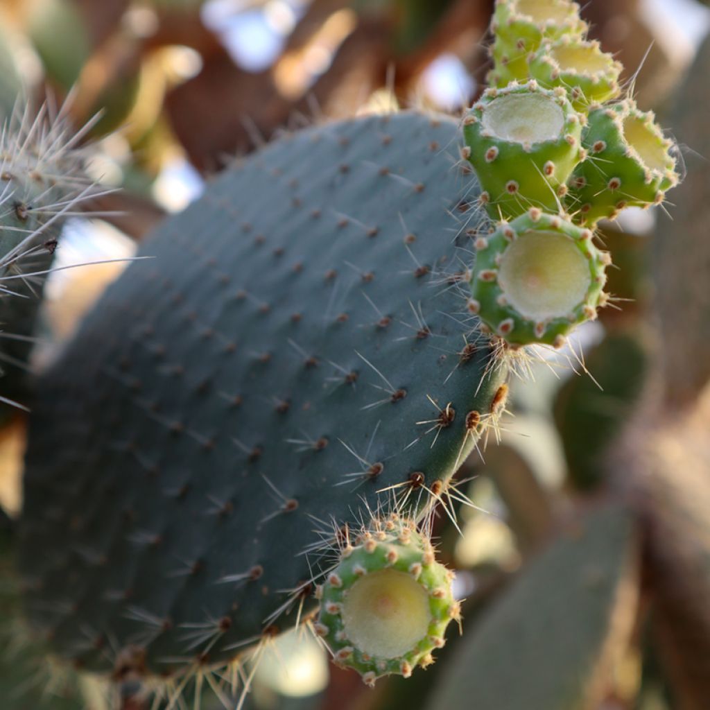 Opuntia leucotricha - Cactus raquette
