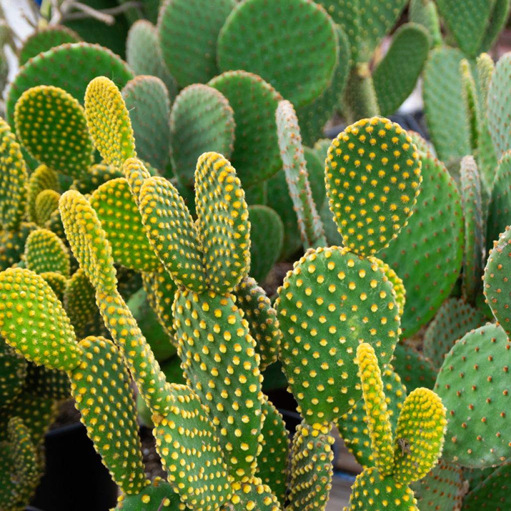 Opuntia microdasys var. pallida - Cactus raquette