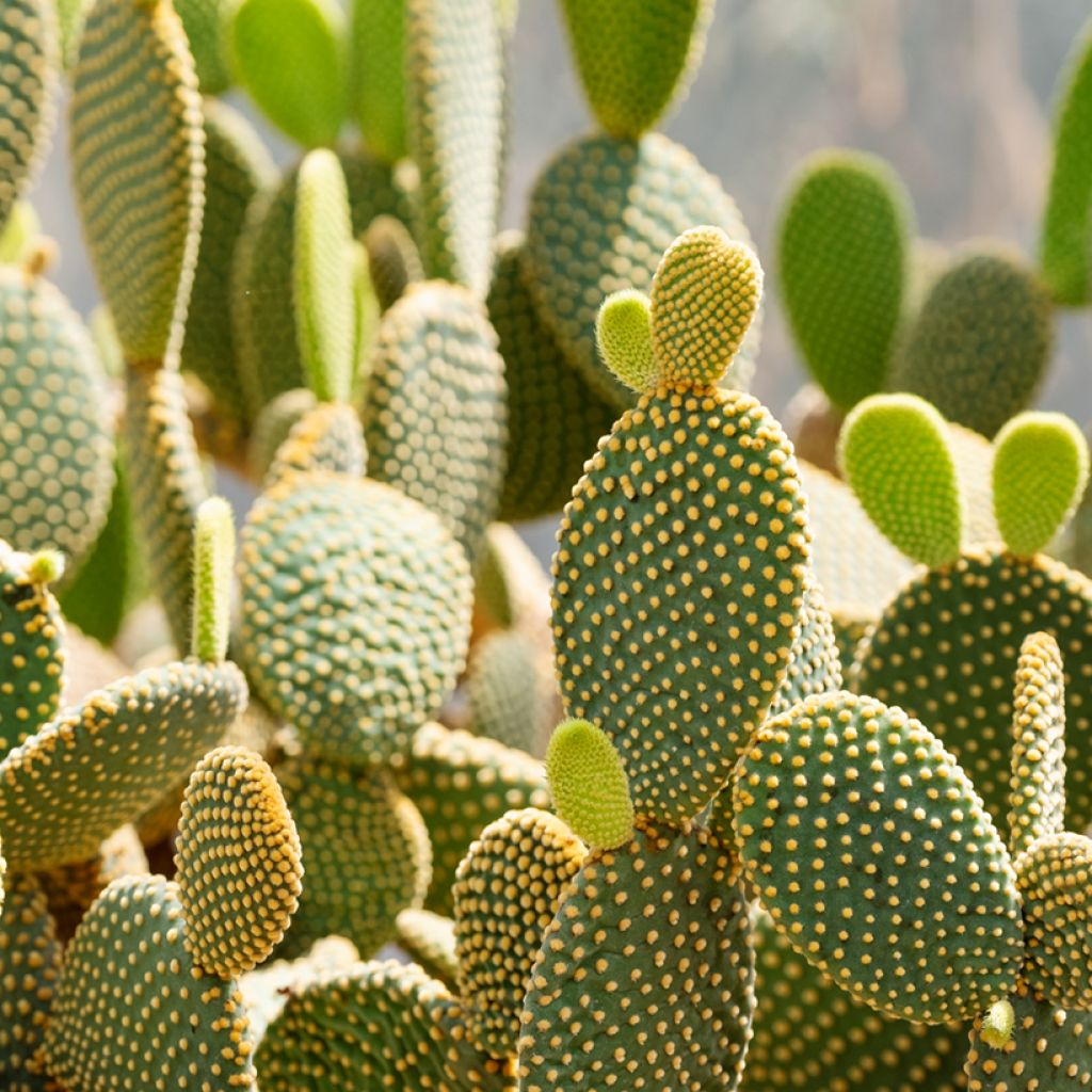 Opuntia microdasys var. pallida - Cactus raquette