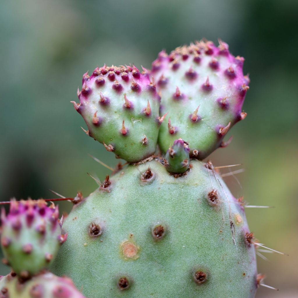 Opuntia santa-rita - Cactus raquette