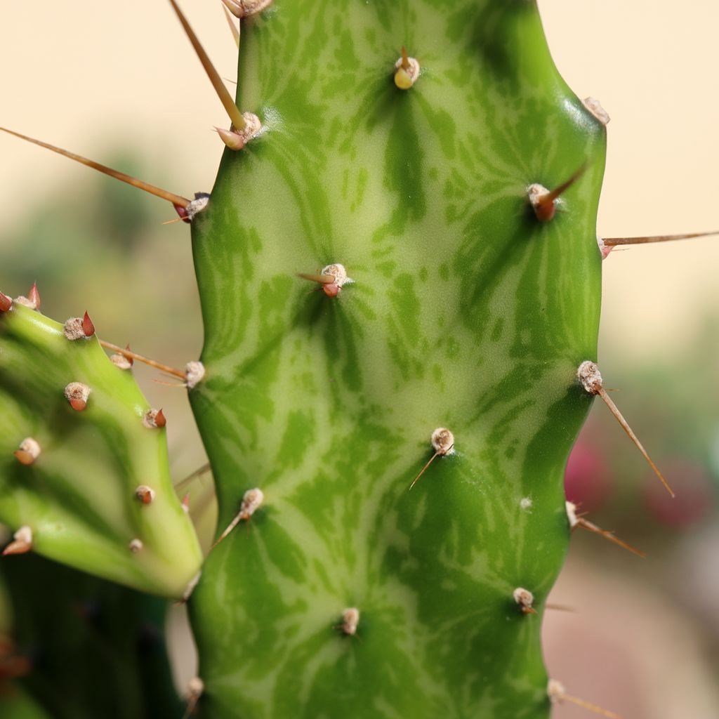 Opuntia jamaicensis Ghost - Cactus raquette