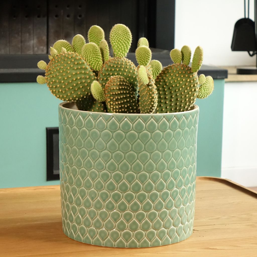 Opuntia microdasys var. pallida - Cactus raquette