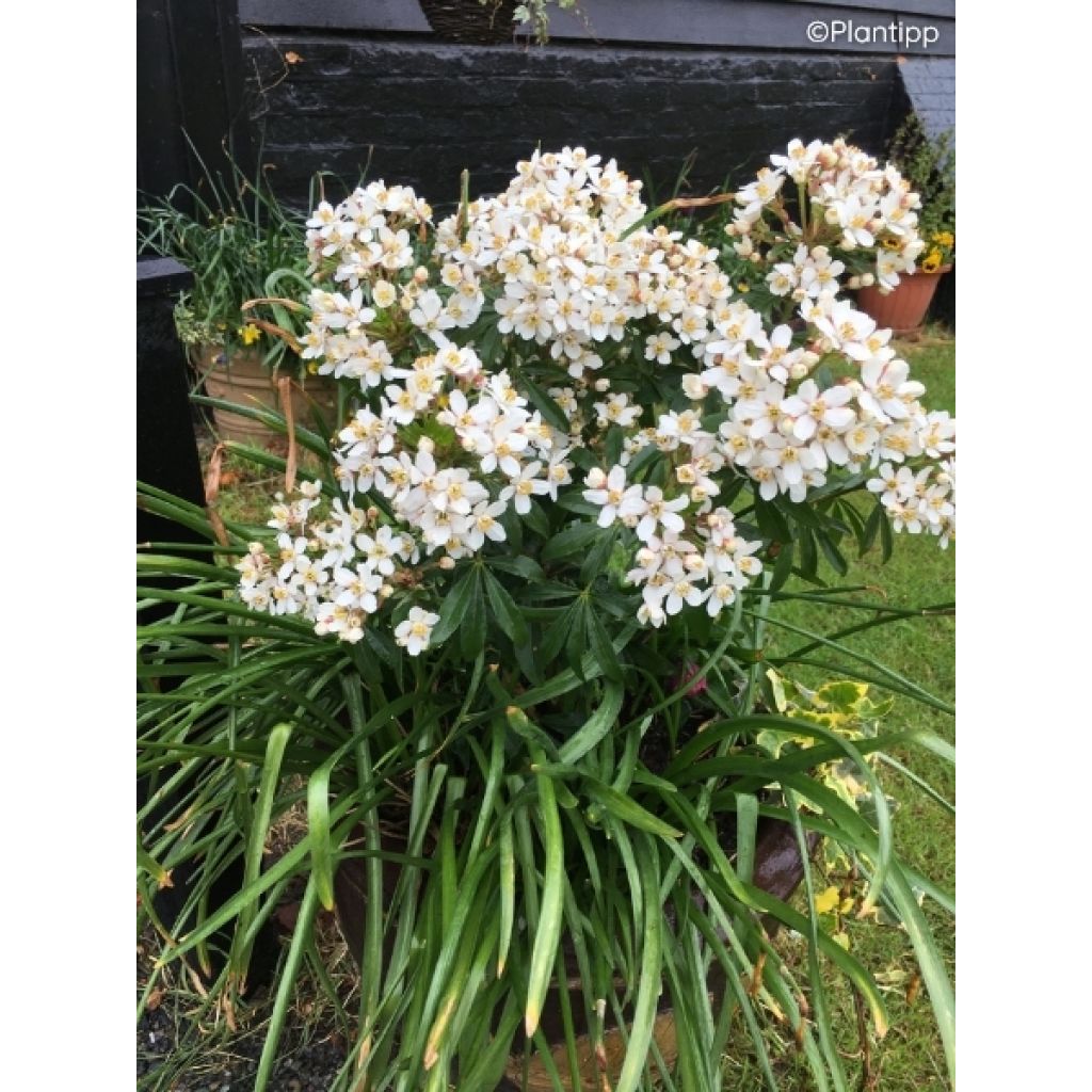 Oranger du Mexique Green Fingers - Choisya ternata