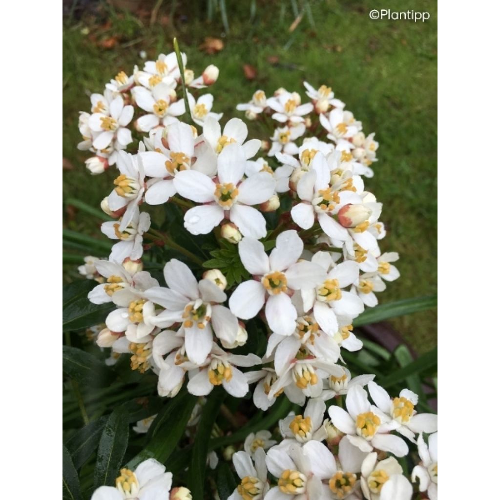Oranger du Mexique Green Fingers - Choisya ternata