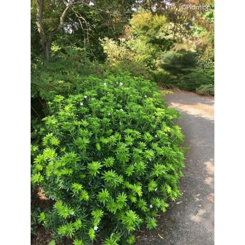 Oranger du Mexique Green Fingers - Choisya ternata