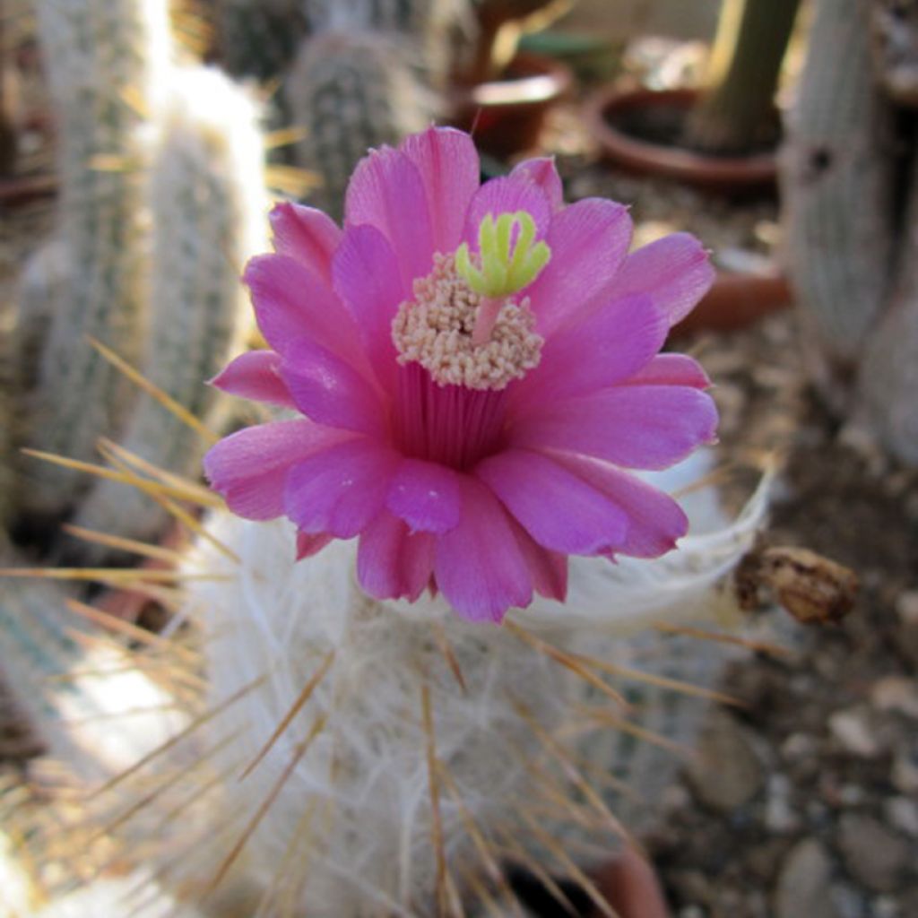 Oreocereus leucotrichus - Cactus cierge