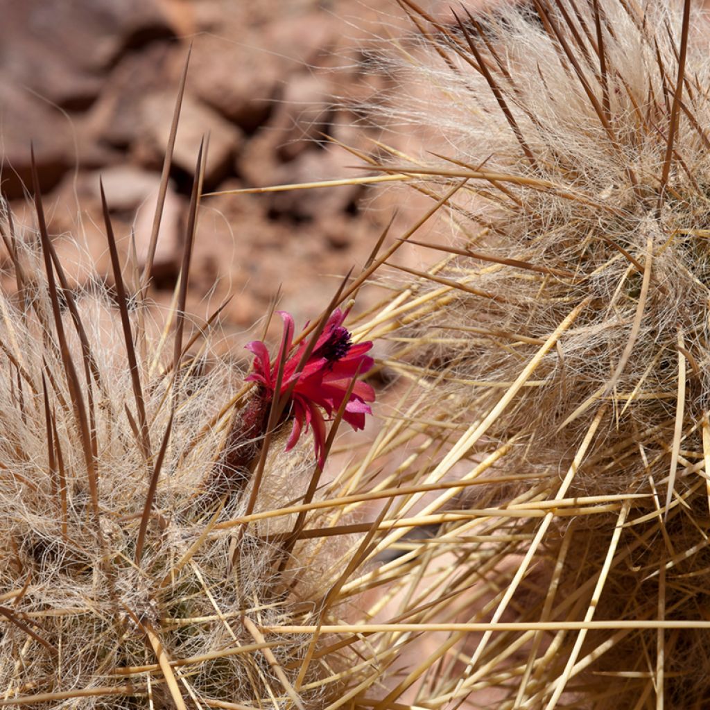Oreocereus leucotrichus - Cactus cierge