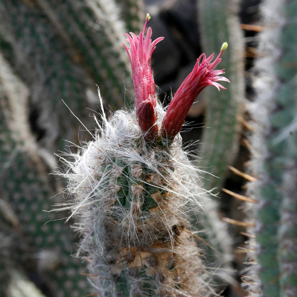 Oreocereus leucotrichus - Cactus cierge