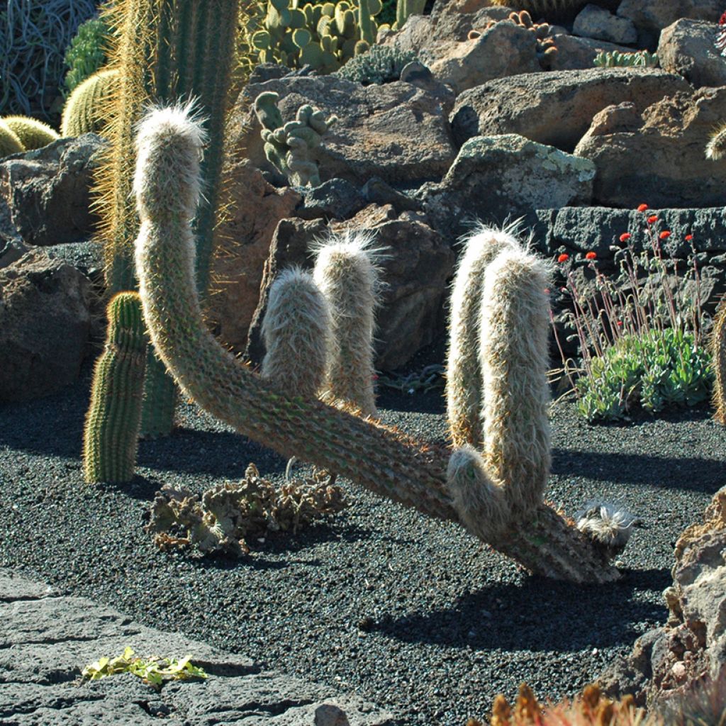Oreocereus trollii - Vieil homme des Andes