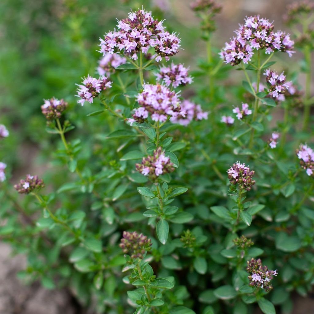 Origan - Origanum vulgare Compactum