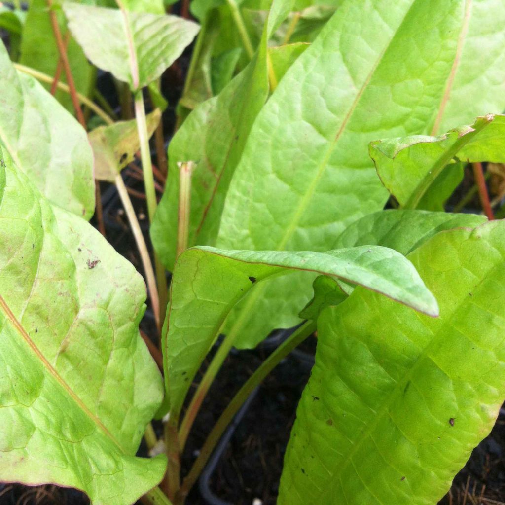 Oseille-Epinard - Patience - Rumex patientia