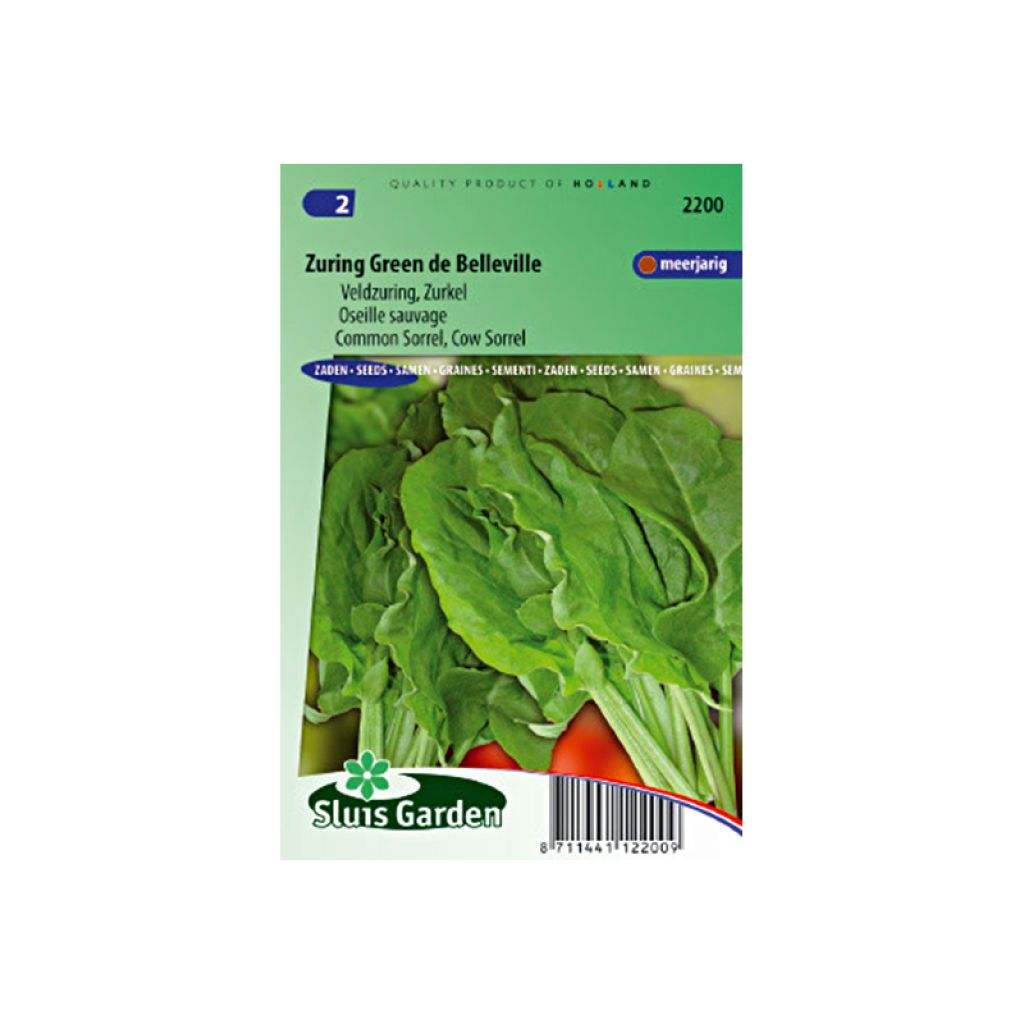 Oseille sauvage - Rumex acetosa