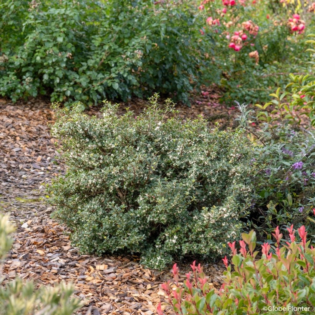 Osmanthus heterophyllus Perfume Party - Osmanthe