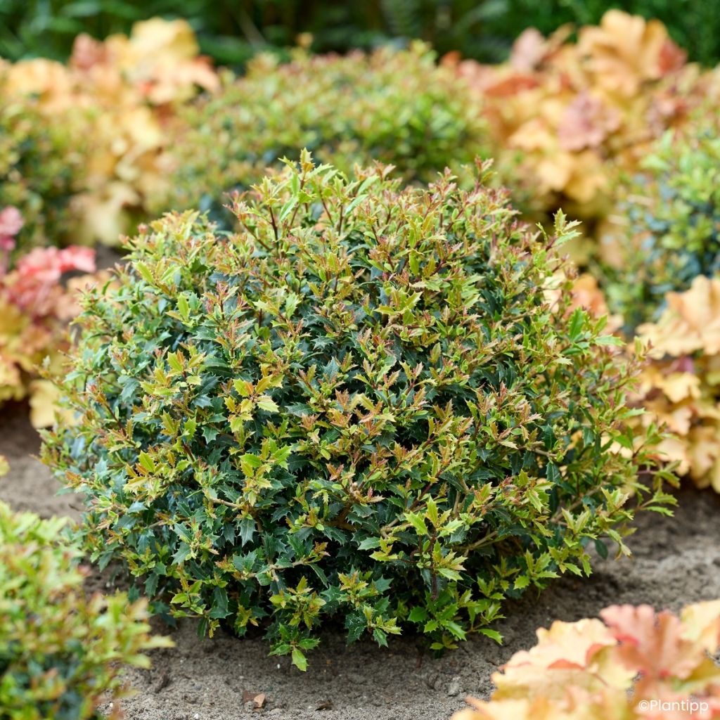 Osmanthus heterophyllus Perfume Party - Osmanthe