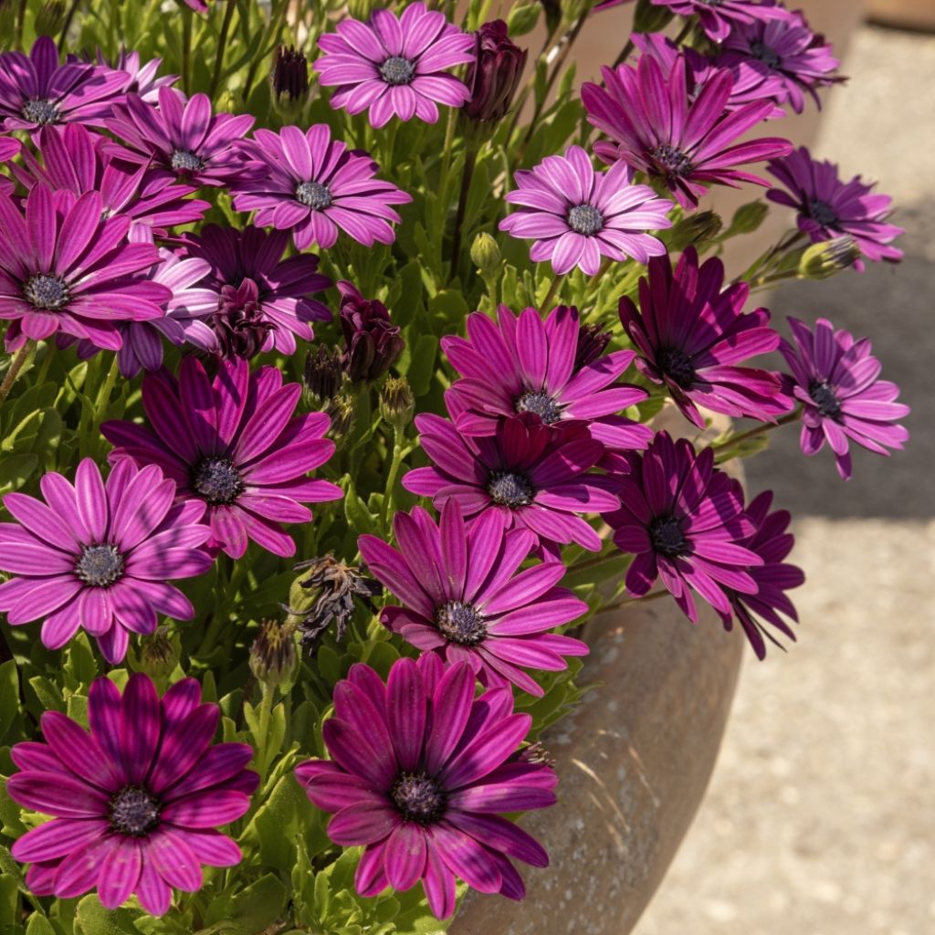 Osteospermum Dalina Bright Purple