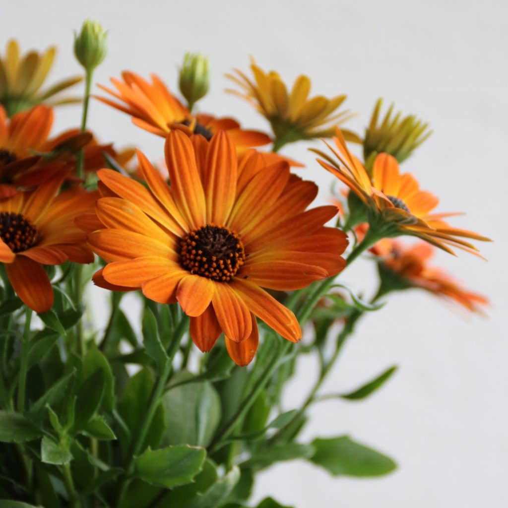 Osteospermum Dalina Orange