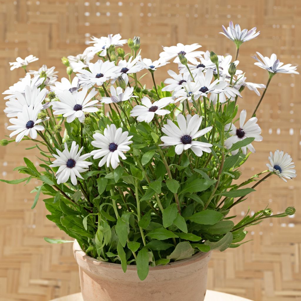 Graines d'Osteospermum Glistening White - Marguerite du Cap