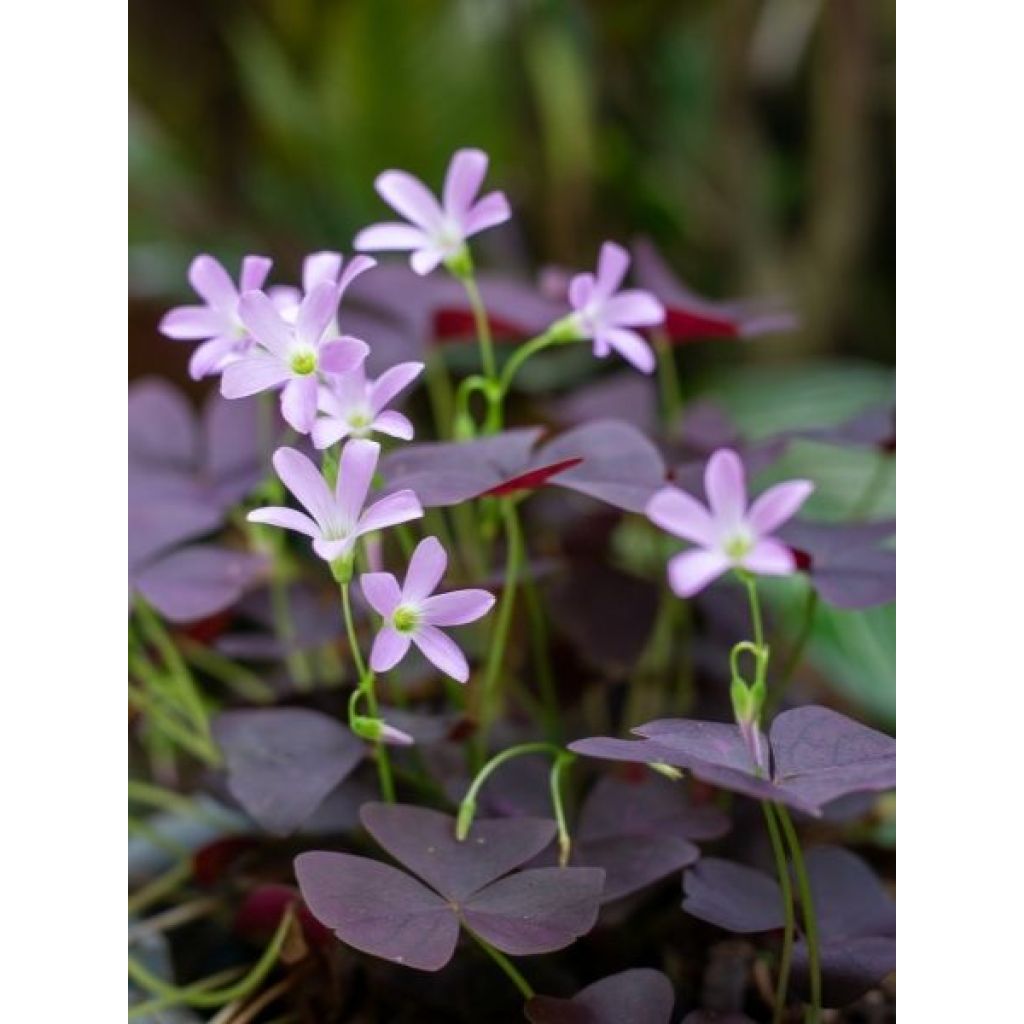 Oxalis triangularis - Trèfle pourpre