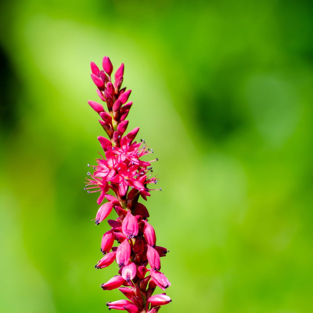Renouée - Persicaria amplexicaulis Amethyst Summer