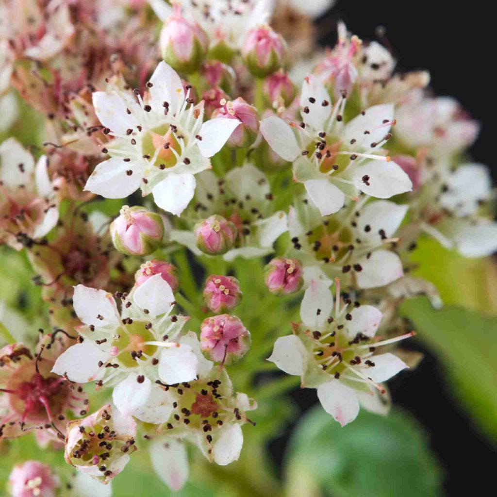 Physocarpus Opulifolius Raspberry Lemonade 'ZLEYel2' - Physocarpe à feuilles d'obier