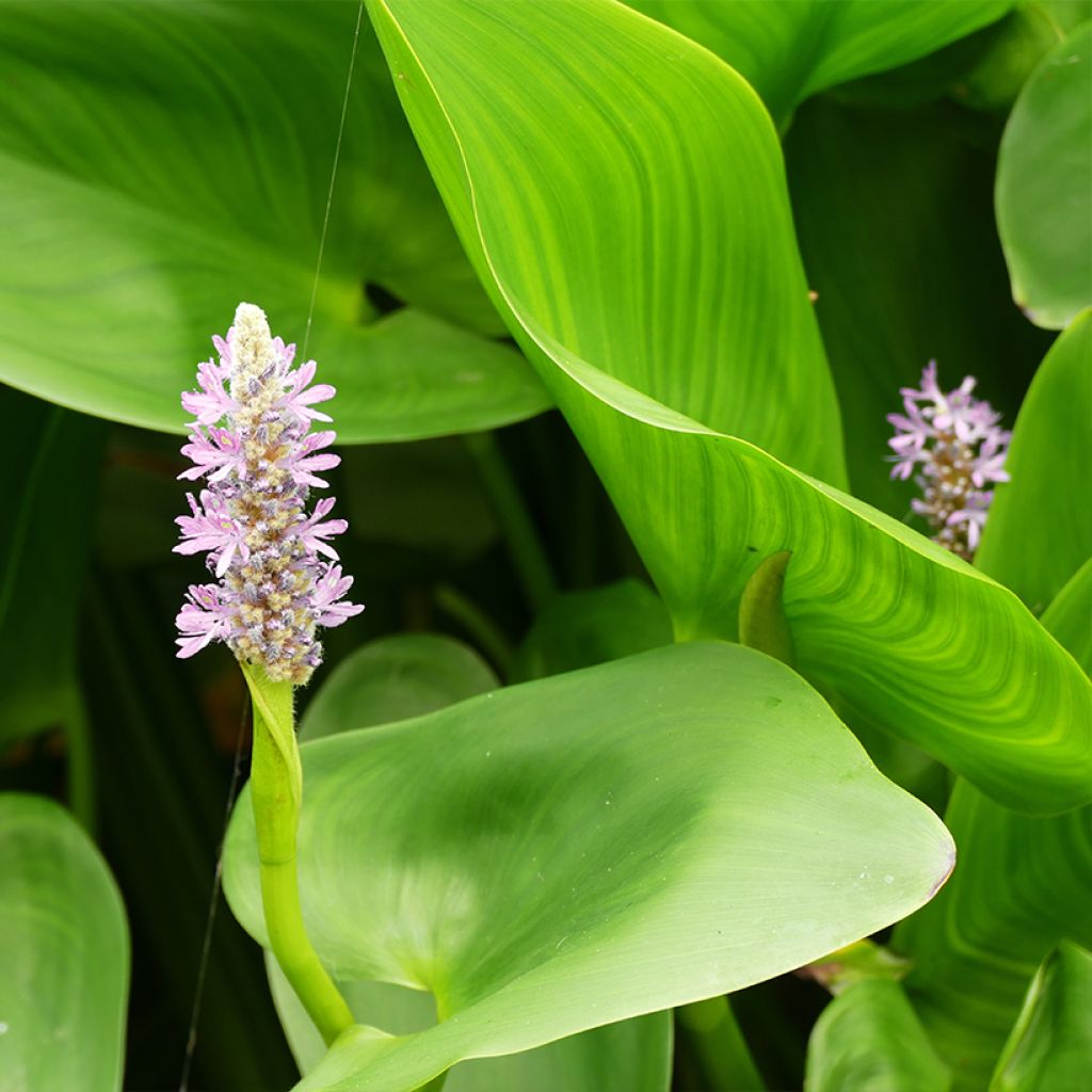 Pontederia cordata Pink Pons - Pontédérie à feuilles en cœur