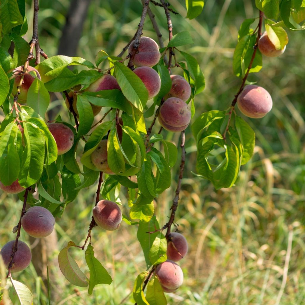 Pêcher Sanguine vineuse