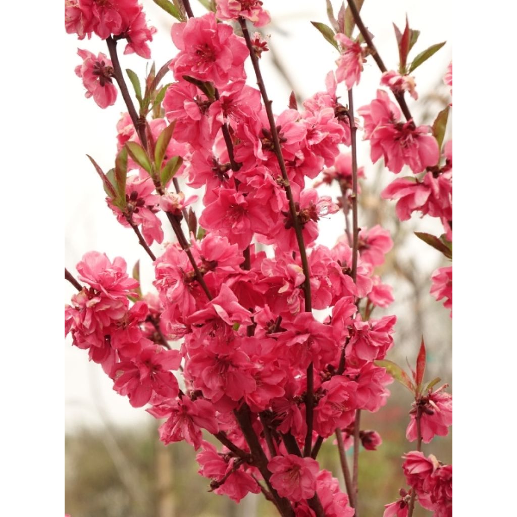Pêcher à fleurs - Prunus persica Taoflora Red
