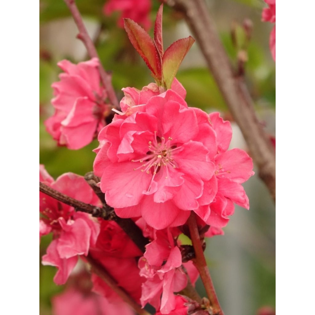 Pêcher à fleurs - Prunus persica Taoflora Red