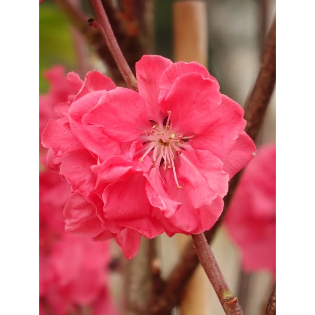 Pêcher à fleurs - Prunus persica Taoflora Red