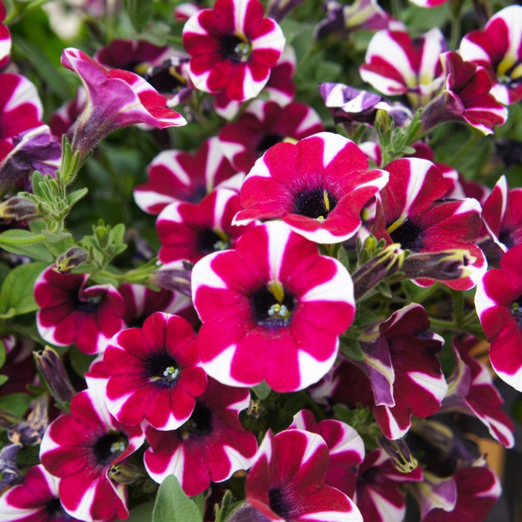 Pétunia Cascadias Bicolor Cabernet
