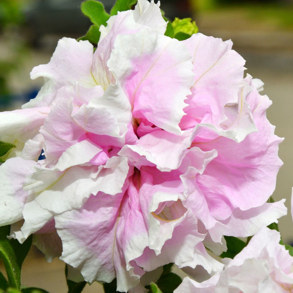 Graines de Pétunia Cascade Pink Orchid Mist F1