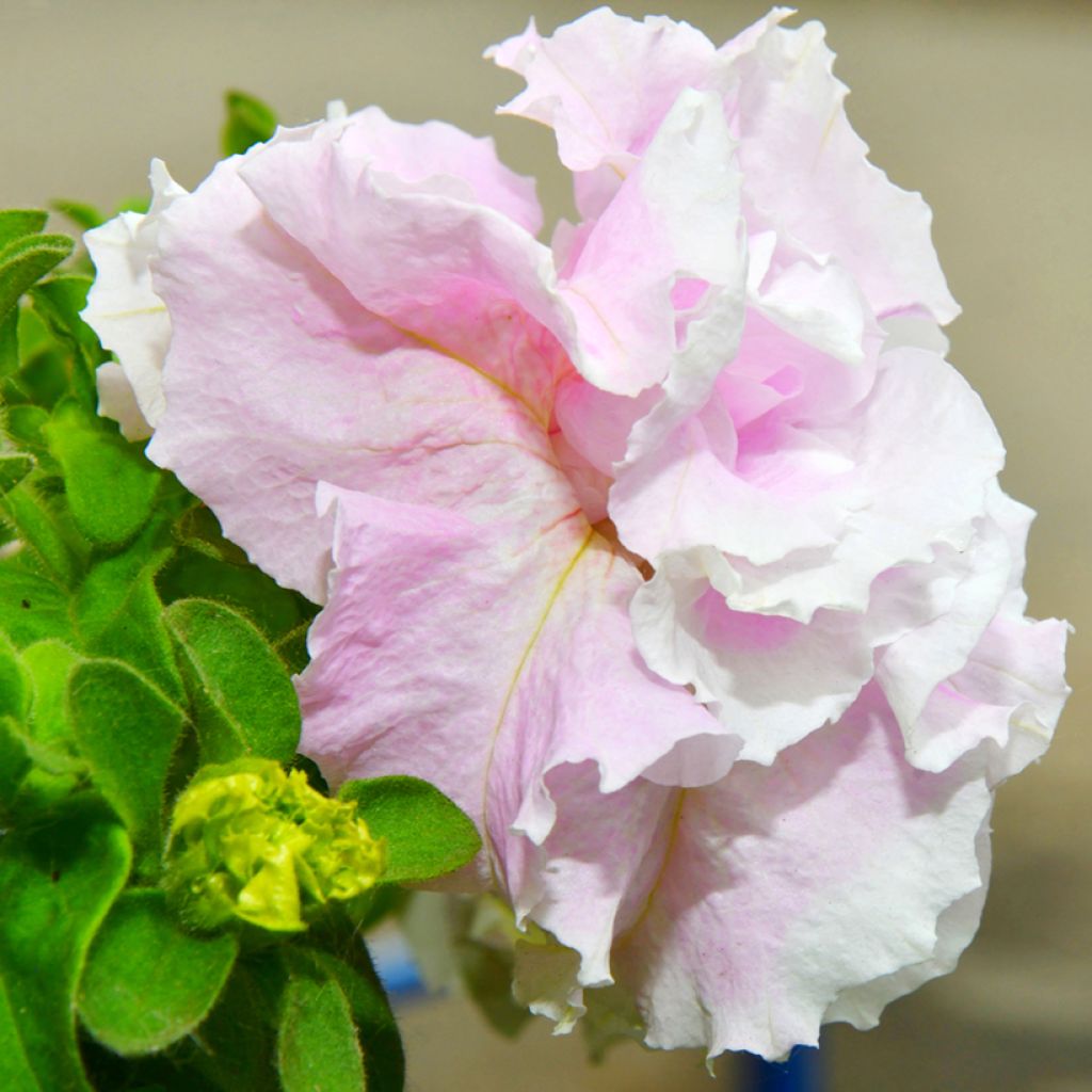 Graines de Pétunia Cascade Pink Orchid Mist F1