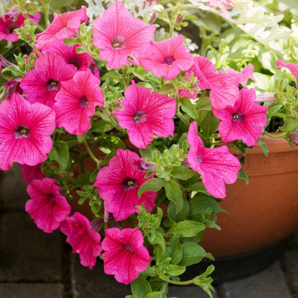 Pétunia Surfinia Hot Pink rose vif