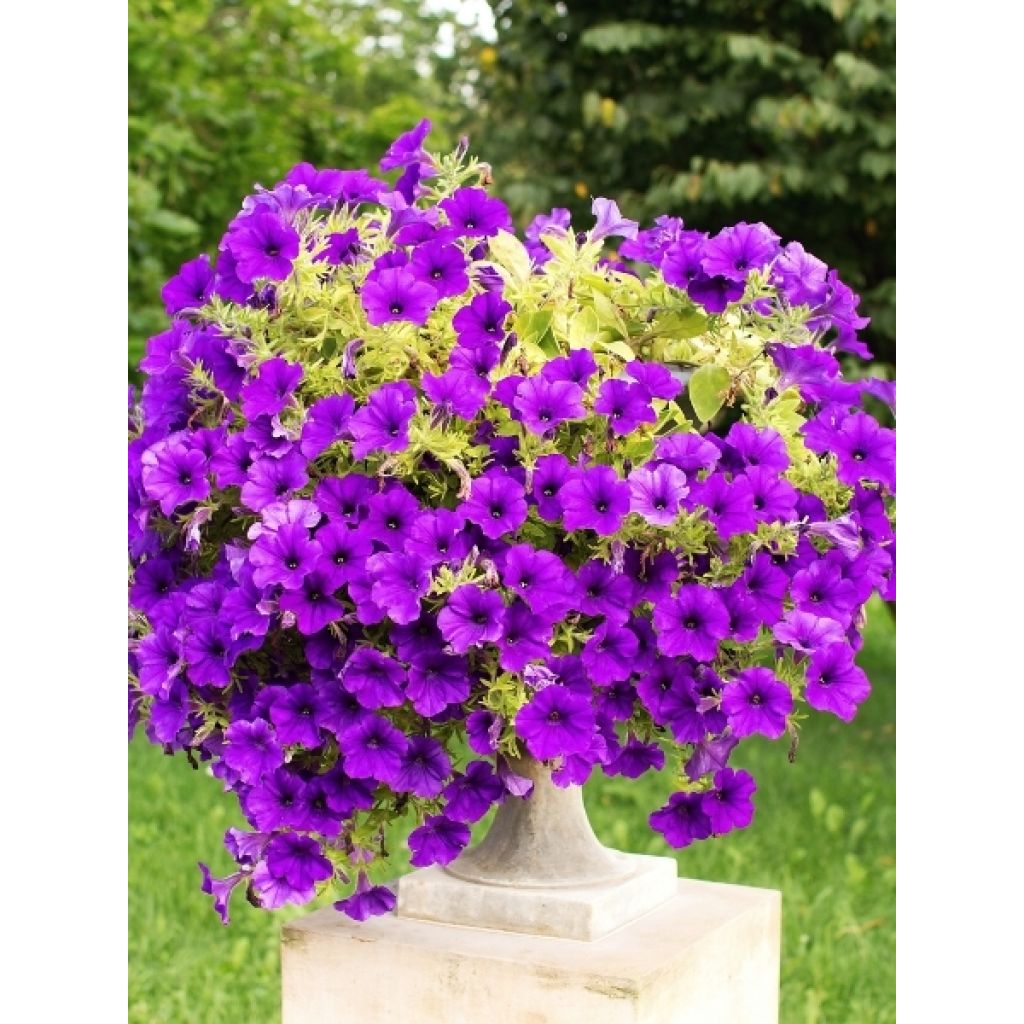 Pétunia Surfinia Giant Blue